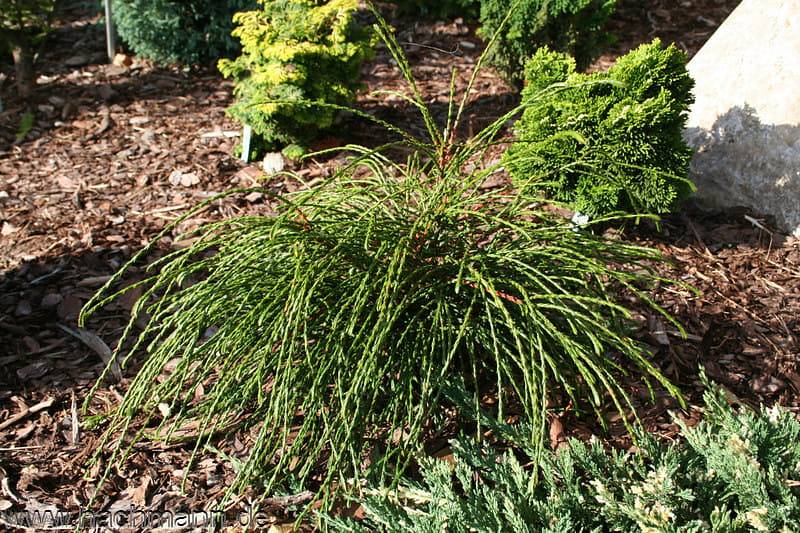 THUJA ŻYWOTNIK OLBRZYMI ‘WHIPCORD’ – wyjątkowa ozdoba każdego ogrodu